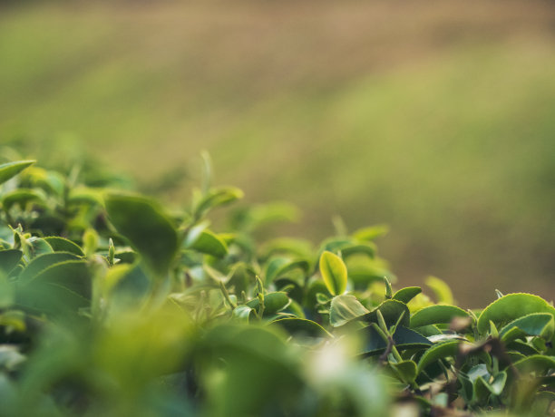 绿茶树叶田嫩芽草本绿茶树在茶树有机农场。接近新鲜树茶园山绿色自然在草药农场植物背景上午图片下载