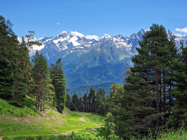 令人惊叹的绿色针叶林与高耸的雪山为背景。简约的照片。Arkhyz，卡拉恰伊-切尔克斯，俄罗斯图片下载