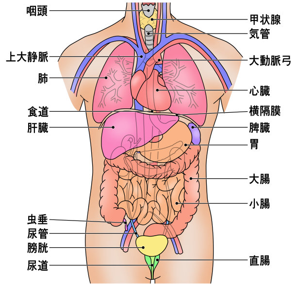 人体主要内脏器官的位置示意图人体主要内脏器官的位置示意图图片下载