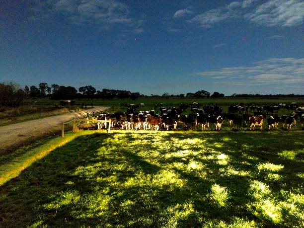 头灯下的奶牛图片下载