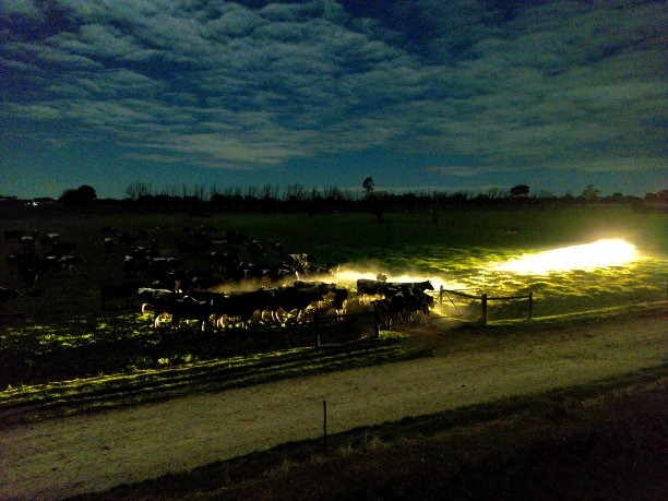 头灯下的奶牛图片下载