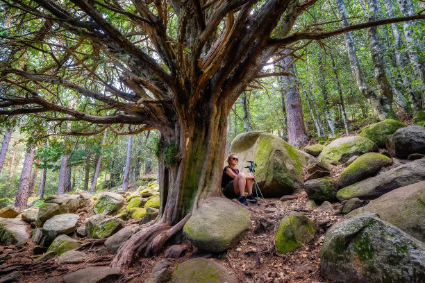 马德里瓜达拉玛山，一名女徒步旅行者坐在一棵令人印象深刻的千年紫杉树旁。图片下载