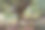 马德里瓜达拉玛山，一名女徒步旅行者坐在一棵令人印象深刻的千年紫杉树旁。图片下载