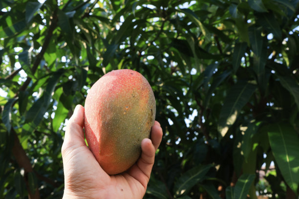 花园里树上的红红的芒果，是家里花园里的夏日。图片下载