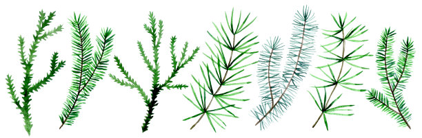 水彩画，一套圣诞冷杉树枝。圣诞树针图片下载