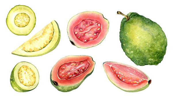 套半和切片番石榴水彩插图孤立的白色。热带水果，异国苹果，整个瓜石榴，红色果肉手绘。用于包装、包装、标签、厨房的设计元素图片下载