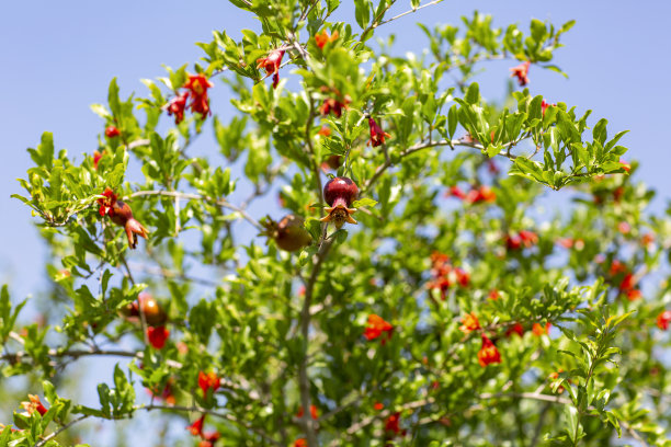石榴丛已经结出了许多石榴图片下载