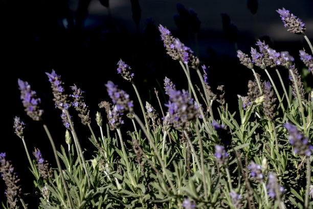 丁香薰衣草花。薰衣草花图片下载