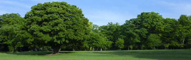 绿色公园横幅图片下载