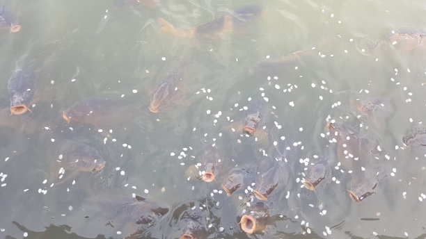 在池塘里喂鱼图片下载