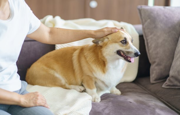 女人在家里和她的狗玩耍，可爱的柯基在客厅的沙发上。图片下载