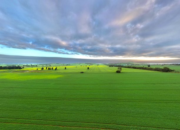 新作物图片下载