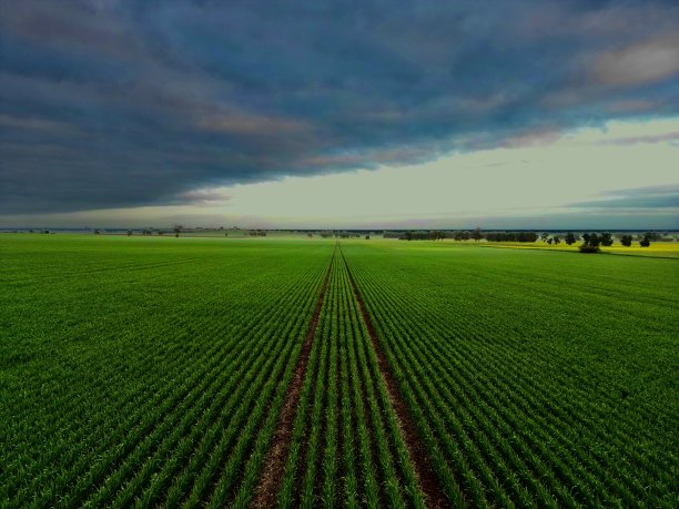 新作物图片下载