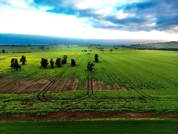 新作物图片下载