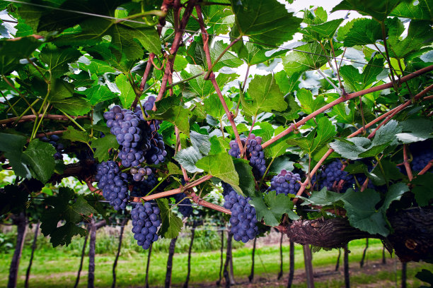 成熟的红葡萄酒葡萄在秋天图片下载