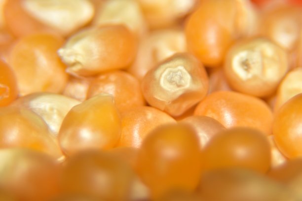 食物的极端微距镜头:爆米花纹理背景图片下载