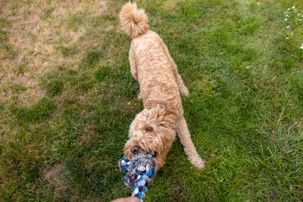 金毛贵宾玩拔河游戏图片下载