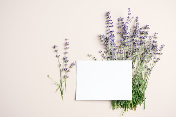 空白卡片模型，淡紫色的米色背景。图片下载