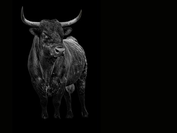 一头英俊的棕色松林公牛，长着黑色的头和大角，骄傲地站在黑色的背景上凝视着远方。专注和自信。雄伟的动物。黑白图像图片下载