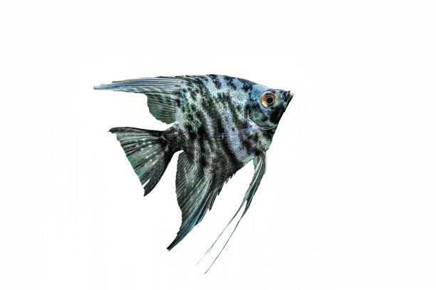 热带淡水水族馆的蓝色大理石纹天使鱼，孤立在白色上。图片下载