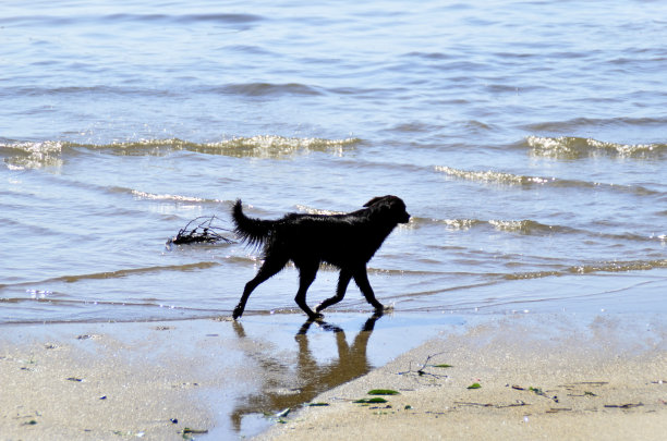 一只混血黑狗在帕拉蒂湾的海滩上散步图片下载