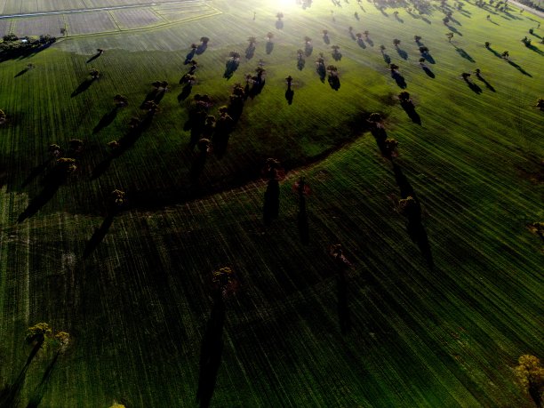 新作物图片下载