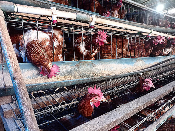 蛋鸡农场图片下载