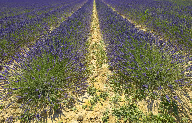 法国普罗旺斯鲁西永附近的薰衣草田景观图片下载