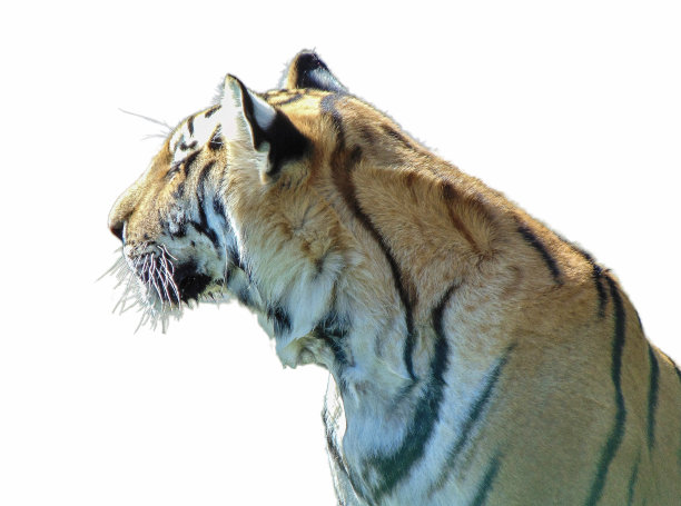 在白色背景上孤立的西伯利亚虎图片下载