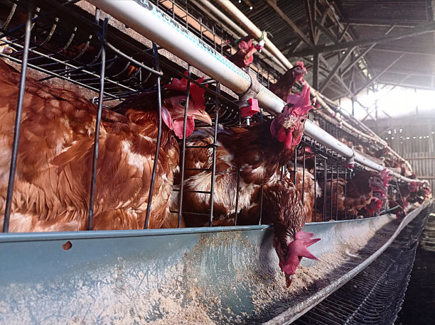 蛋鸡农场图片下载