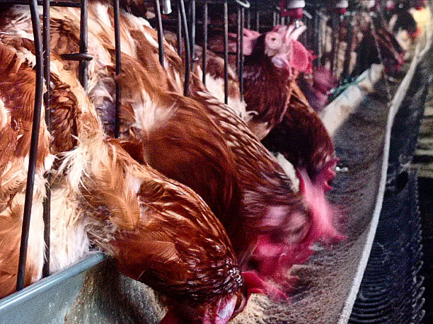 蛋鸡农场图片下载