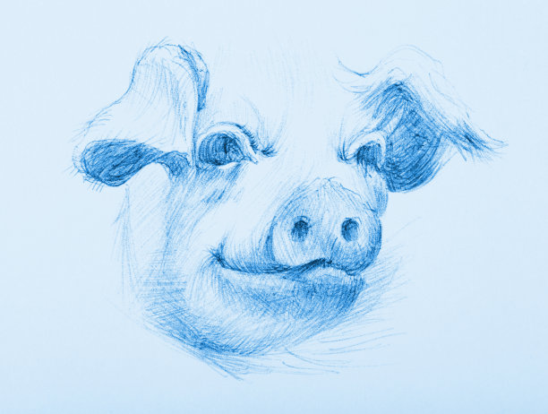 插图动物现代艺术作品寓言我的原始铅笔画在纸上的农业猪肖像图片下载