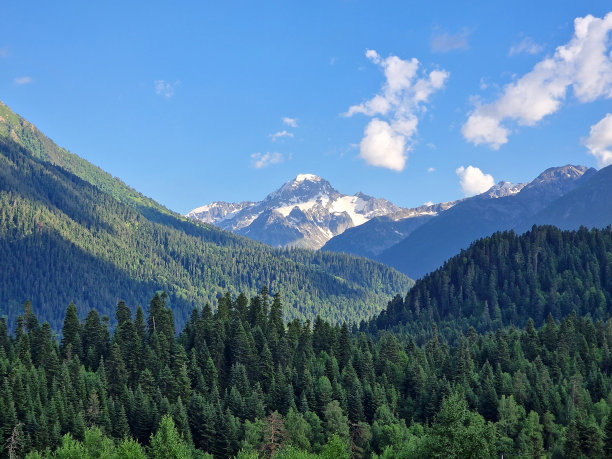 绿色的针叶林巨大的雪山。绿色和蓝色调的极简主义照片。Arkhyz，卡拉恰伊-切尔克斯，俄罗斯图片下载