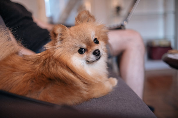 波美拉尼亚狗在主人旁边的沙发上休息图片下载