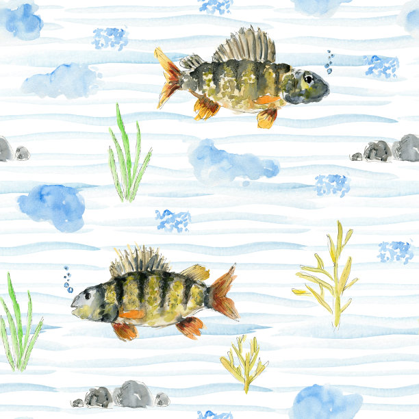 水彩画鲈鱼、海草的海洋图案图片下载