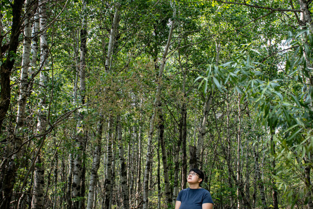 被大自然的巨人所吸引:令人敬畏的森林威严图片下载