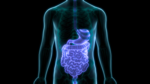 人体消化系统解剖图片下载
