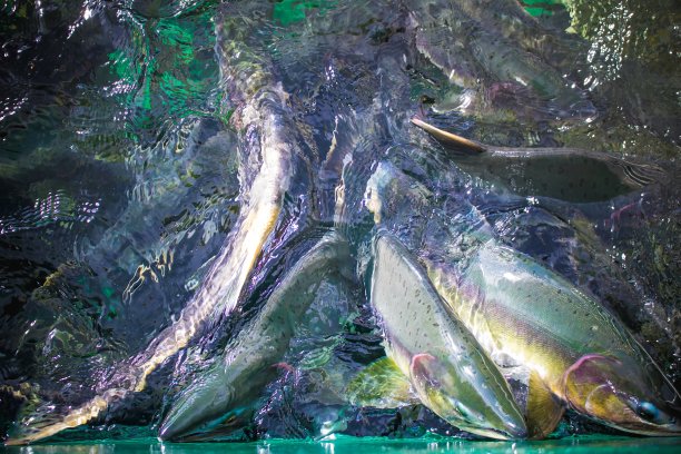 鲑鱼运行图片下载