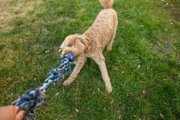 金毛贵宾玩拔河游戏图片下载
