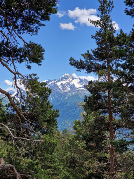令人惊叹的绿色针叶林在雪山的背景。垂直的照片。Arkhyz，卡拉恰伊-切尔克斯，俄罗斯图片下载