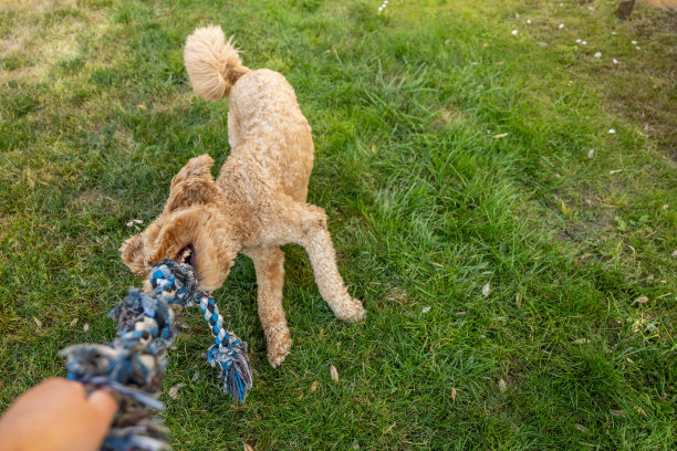 金毛贵宾玩拔河游戏图片下载