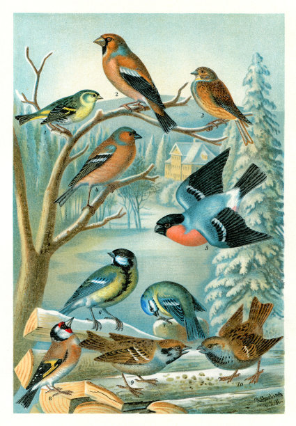 一组色彩鲜艳的鸣禽插图不同的鸟1898图片下载