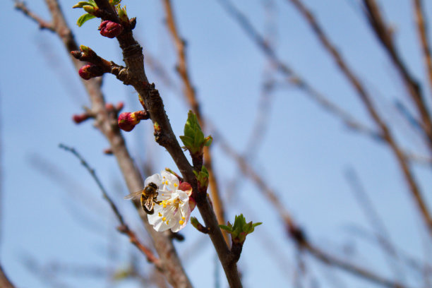 漂亮的蜜蜂栖息在花园里的杏花上图片下载