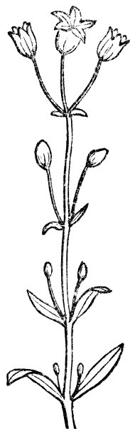 单聚伞花序- 19世纪图片下载