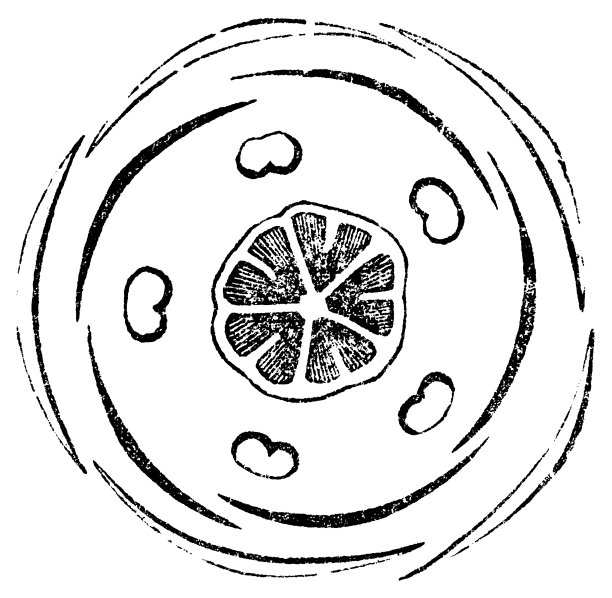 常见的亚麻花(Linum Usitatissimum)花卉地面计划的图案花卉图- 19世纪图片下载