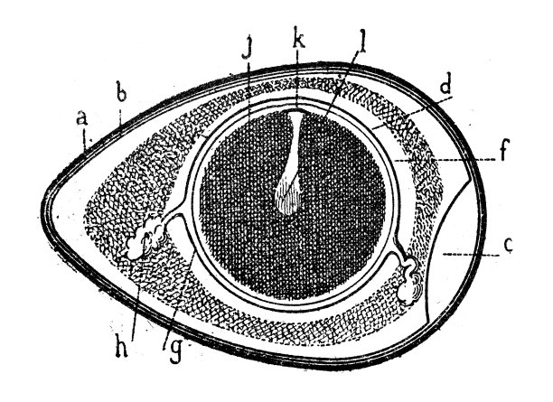 仿古插画:鸡蛋图片下载