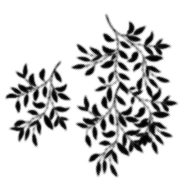 复古半色调分支上透明的背景。图片下载