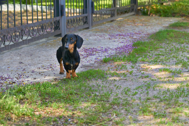 严肃的看门狗腊肠犬在门口和门口的房子图片下载