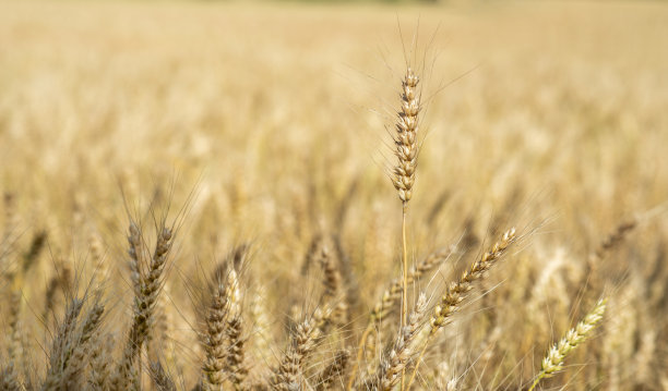 金色的麦穗和小麦在阳光下发芽图片下载