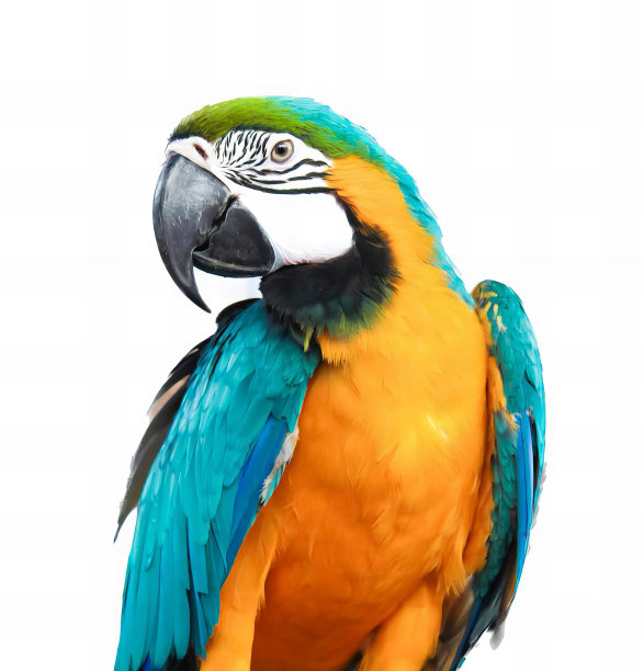 一张彩色鹦鹉坐在树枝上的照片，蓝色和黄色羽毛的鹦鹉坐在树枝上。图片下载